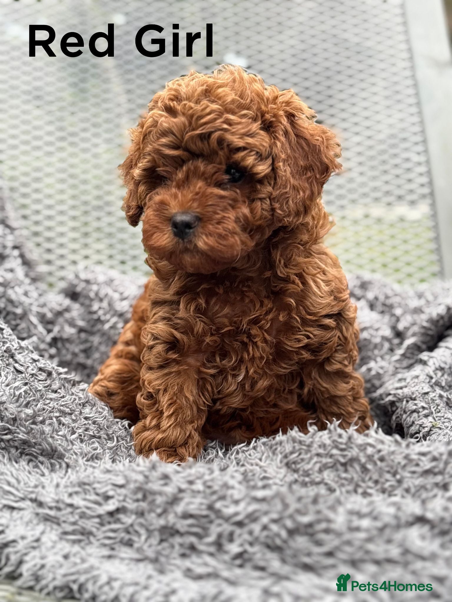 Cavapoo dogs Stunning Red F1b Cavapoo Puppies  - Advert 2