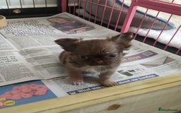 Chihuahua dogs for sale: Only one beautiful boy left,he's totally stunning  - Image 8