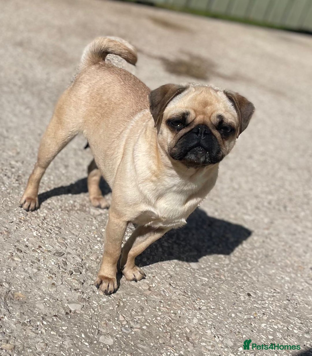 Pug dogs for sale: Ivy pug girl  - Advert 4