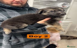 German Shepherd dogs for sale: German shepherd puppies  - Image 10