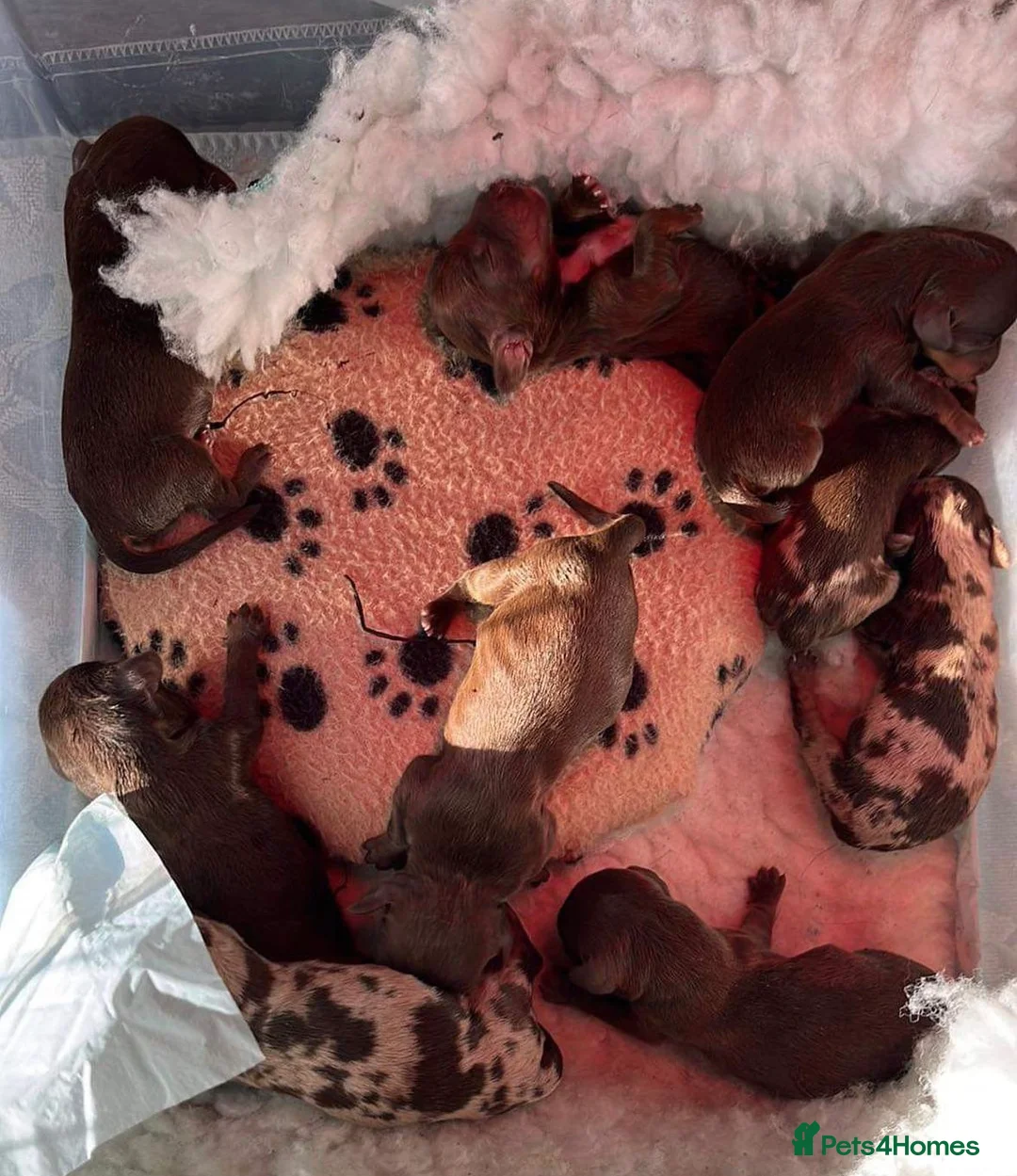 Miniature Dachshund dogs for stud: KC registered fully health tested stud  in Birmingham - Advert 9