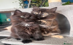 Mixed Breed cats for sale: Ragdoll and Maine Coon crossed  - Image 6