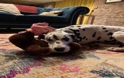 Dalmatian dogs for sale: 5 year old female Dalmatian  - Image 6