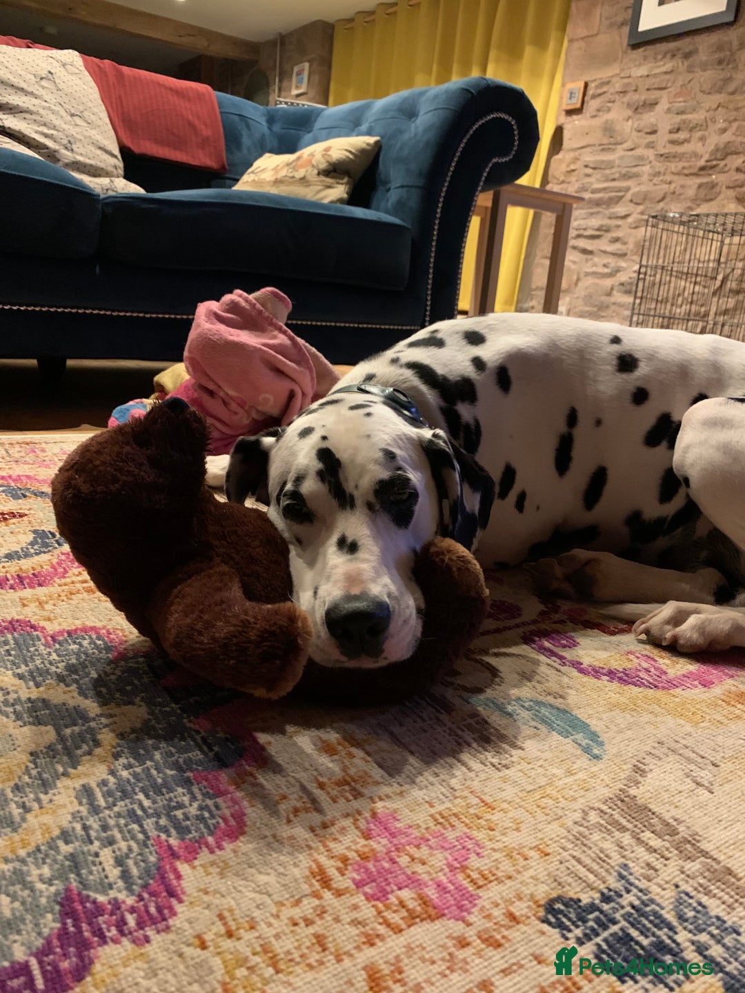 Dalmatian dogs for sale: 5 year old female Dalmatian  - Image 6
