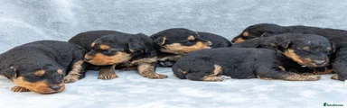Airedale Terrier 5