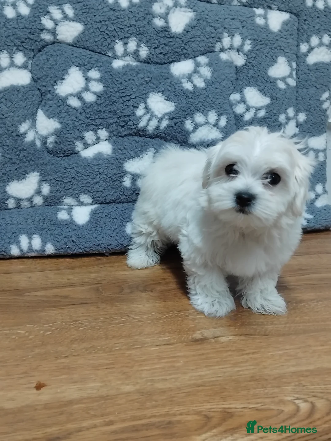 Maltese dogs for sale: Maltese female puppy - Advert 3