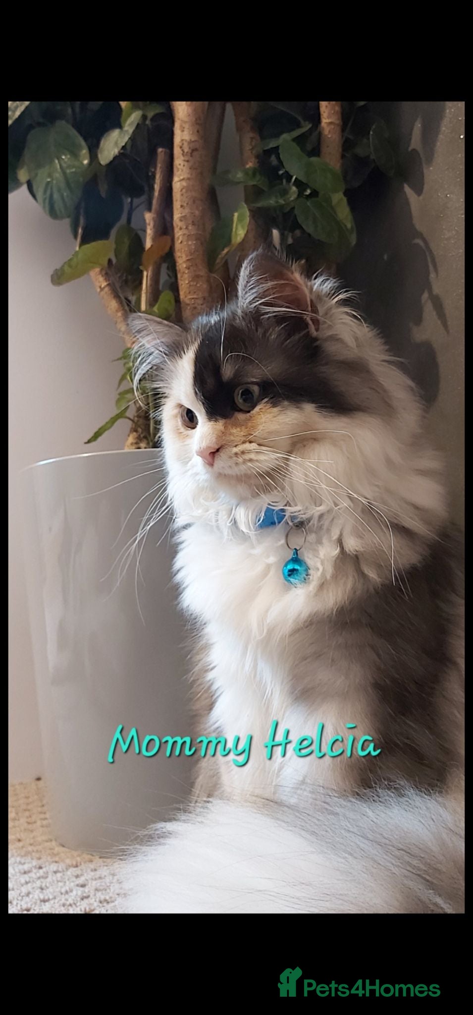 Ragdoll cats Friendly and playfull Ragdoll x  - Advert 2