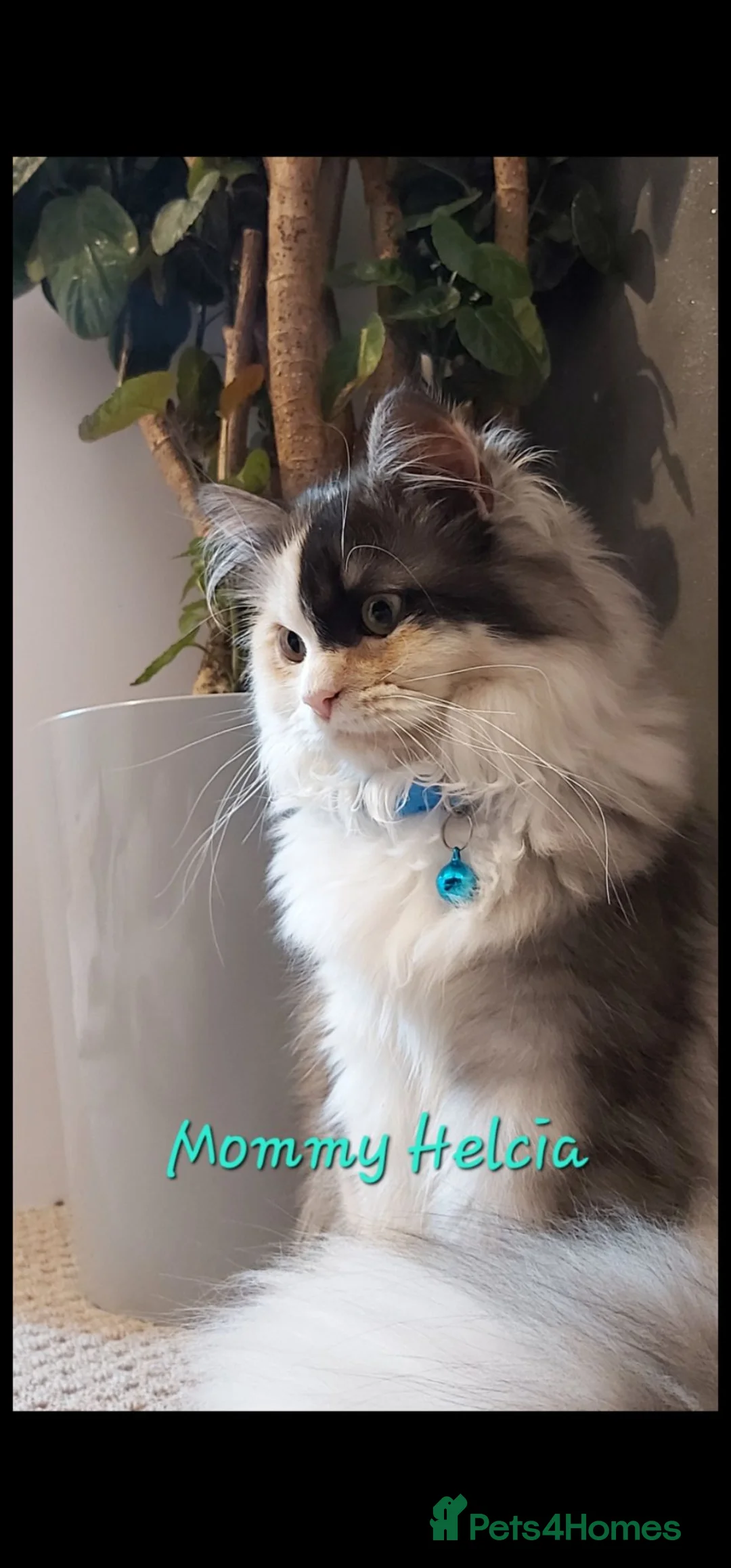 Ragdoll cats for sale: Friendly and playfull Ragdoll x  - Advert 2
