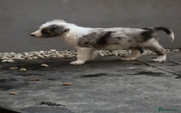 Border Collie dogs for stud: *STUD* in Consett - Image 8