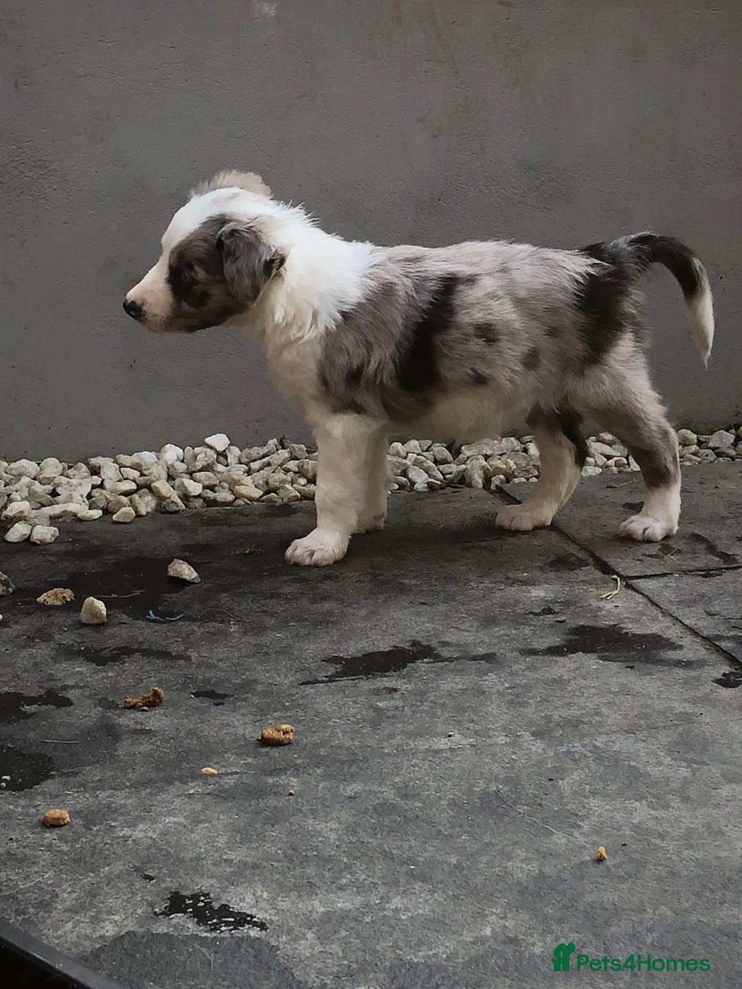 Border Collie dogs for stud: *STUD* in Consett - Image 8