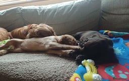 Cocker Spaniel dogs for sale: *Ready now*Stunning working cocker spaniel puppies - Image 3