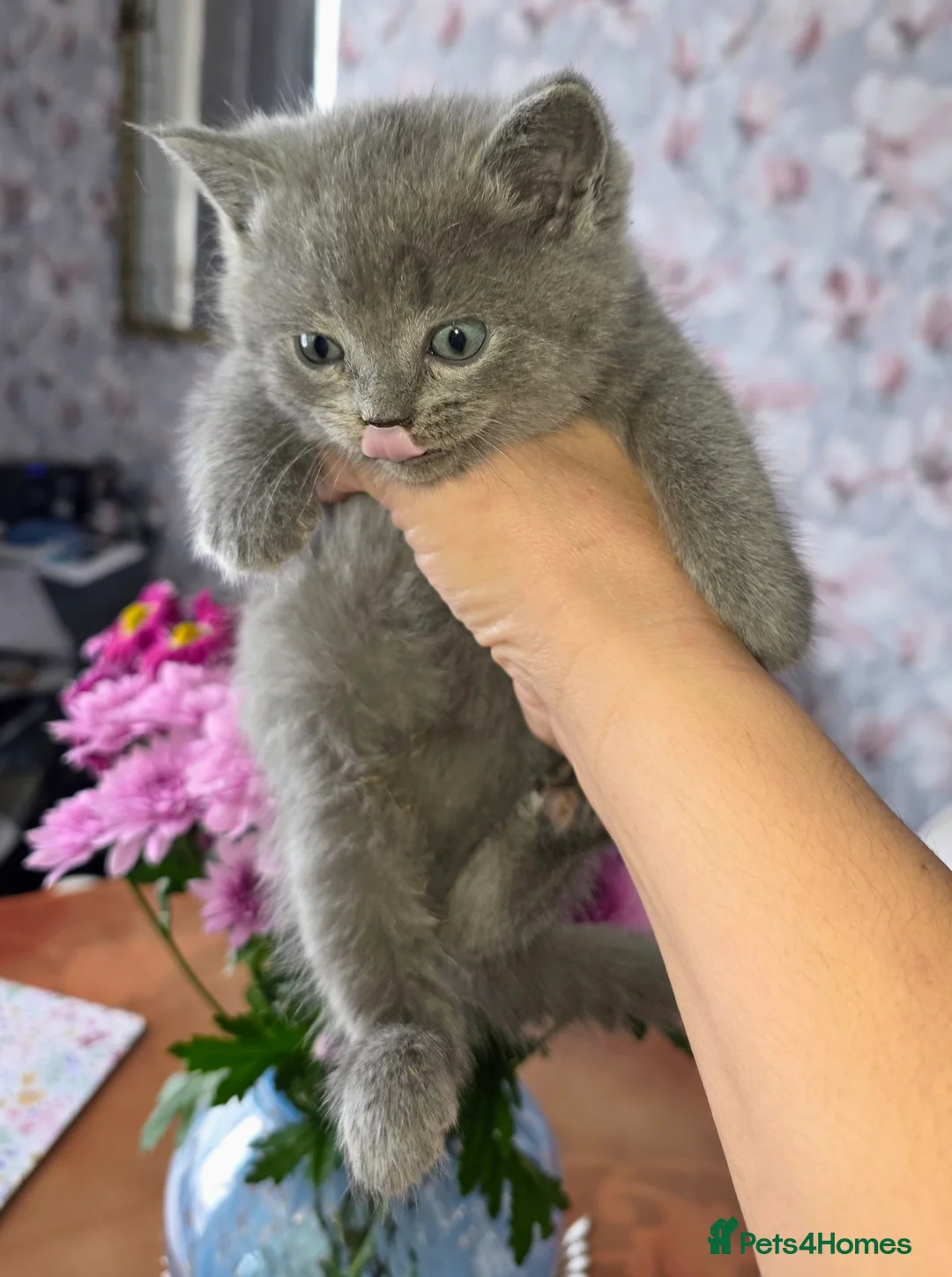 British Shorthair cats for sale: British shorthair - Advert 5