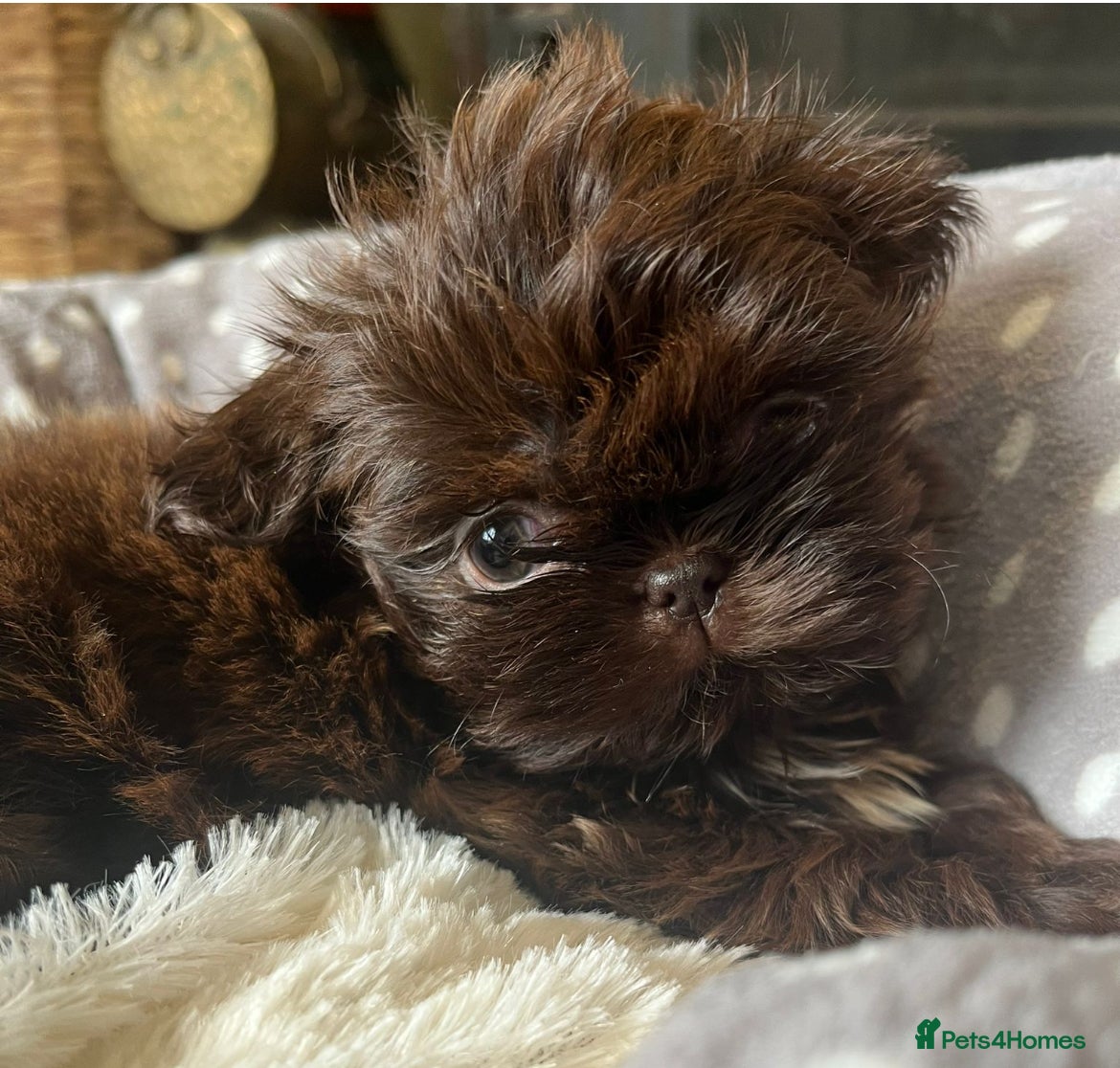 Shih Tzu dogs ✨Tiny Imperial Shih Tzu puppies ✨ - Advert 7