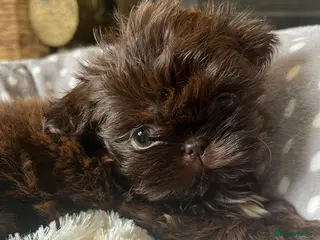 Shih Tzu dogs ✨Tiny Imperial Shih Tzu puppies ✨ - Advert 7