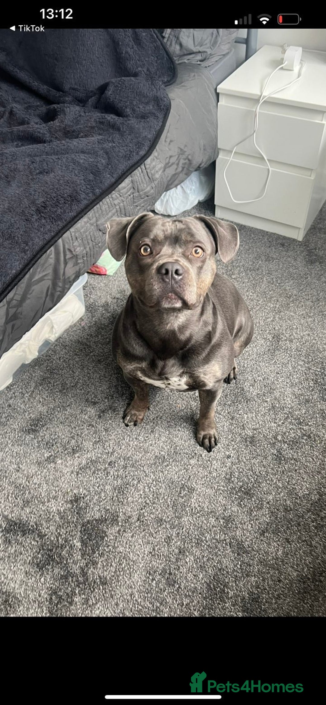 American Bull Staffy dogs for sale: Female staffy - Image 7