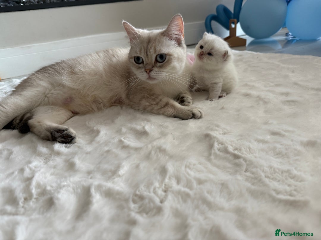 British Shorthair cats for sale: Sired by Champion FIFE dad - Golden BSH kittens - Image 4