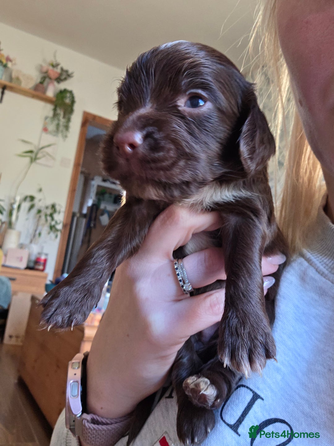 Cocker Spaniel dogs for sale: Beautiful Spaniel pups! - Advert 36