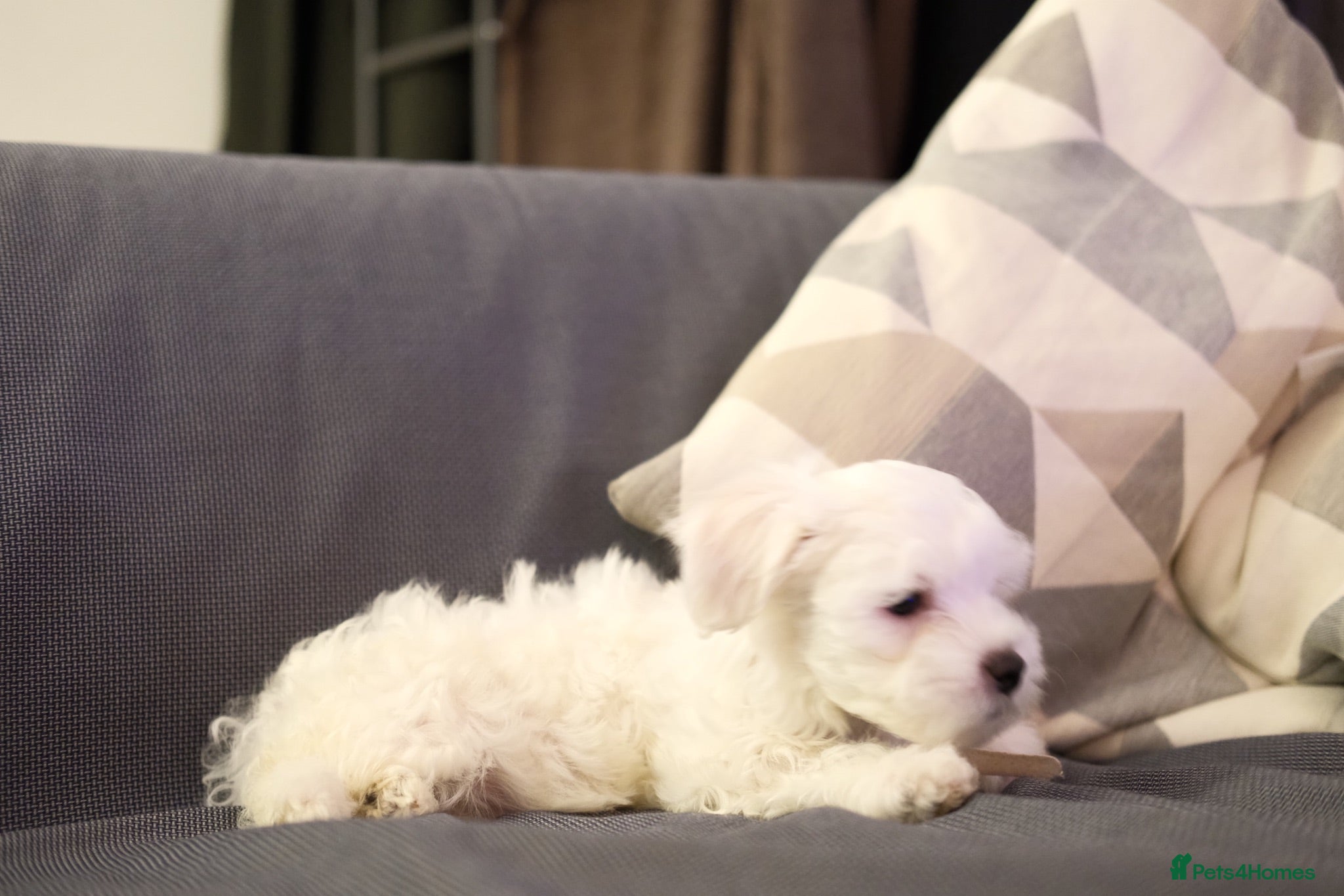 Maltese dogs Maltes puppy  - Advert 2