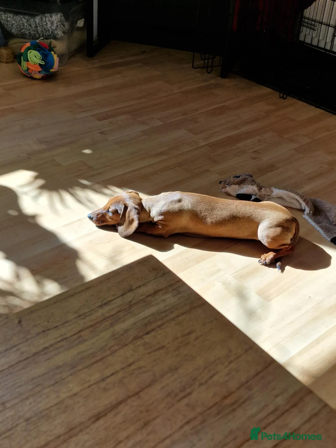 Miniature Dachshund dogs for sale: Red Miniature dachshund  - Advert 2
