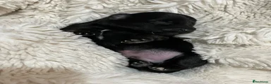 Jack Russell 1