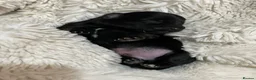 Jack Russell dogs for sale: Jack Russell puppies  in Maidenhead - Advert 4