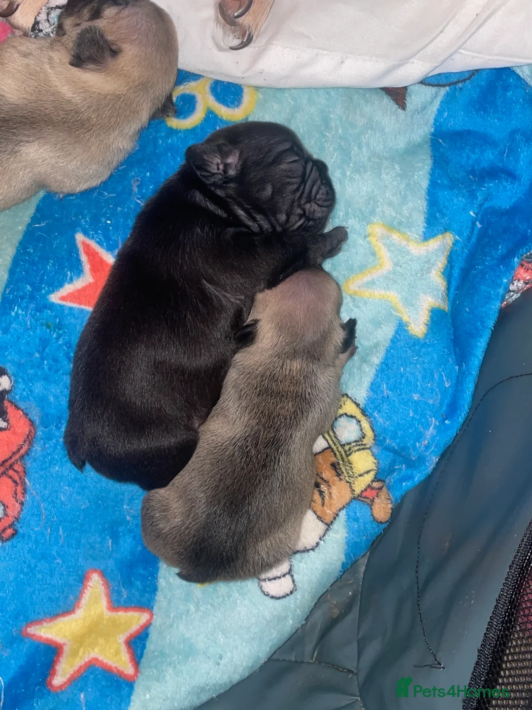 French Bulldog dogs for sale: French Bulldog Puppies - Advert 8