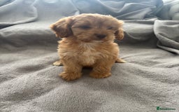 Cockapoo dogs for sale: F1 Cockapoos - Image 3