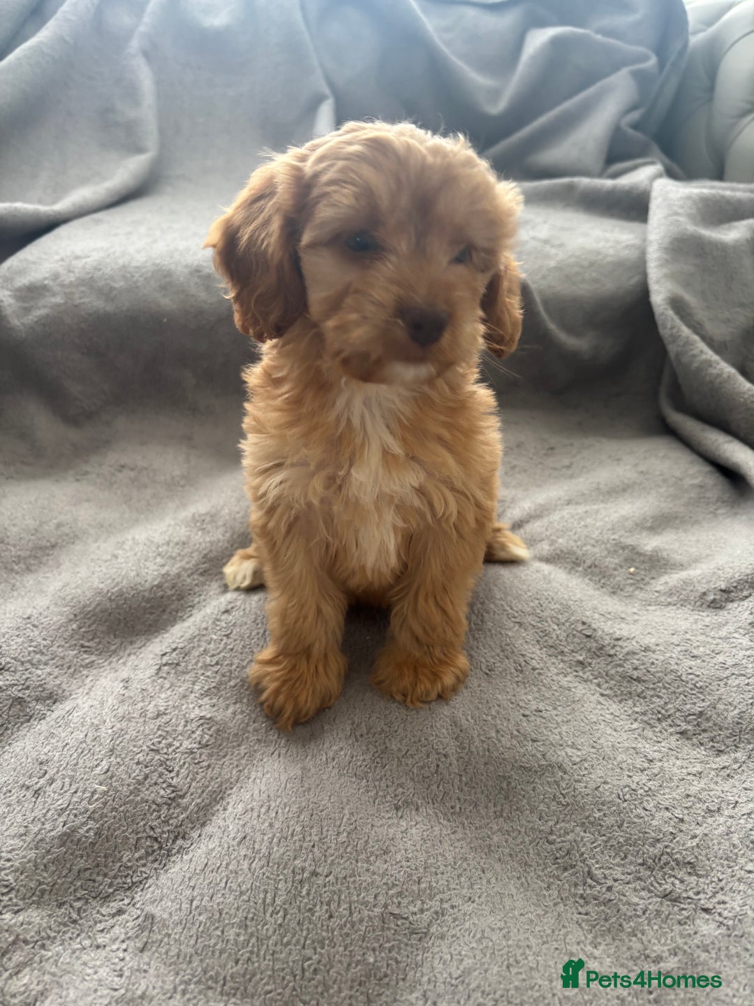 Cockapoo dogs for sale: F1 Cockapoos - Image 3