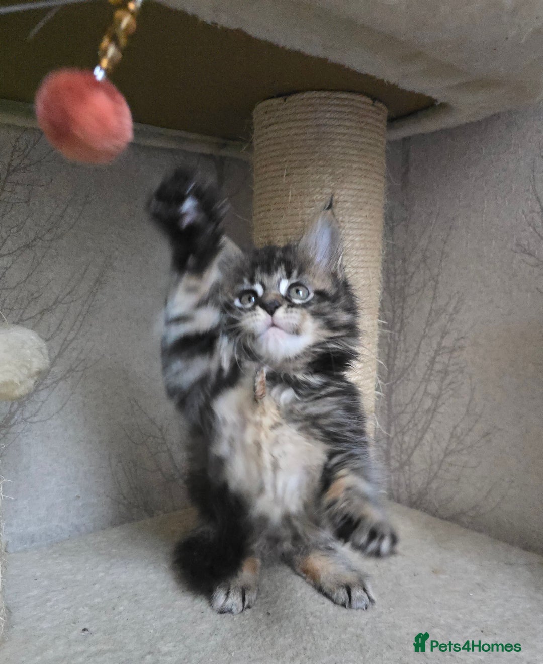 Maine Coon cats for sale: Beautiful TICA Pedigree Maine Coon Kittens - Advert 8
