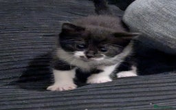 British Shorthair cats for sale: kittens - Image 3