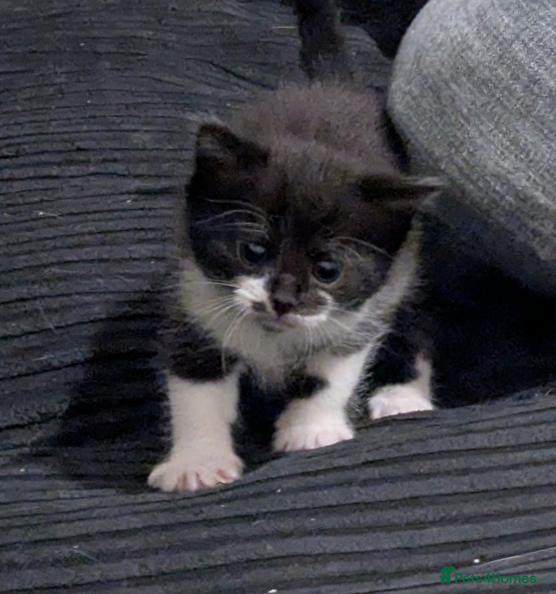 British Shorthair cats for sale: kittens - Image 3