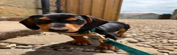Dachshund dogs for sale: Miniature Dachshund for sale  in York - Advert 5