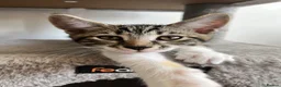 Mixed Breed cats for sale: Kittens, 11 weeks, Ready to Go! - Advert 6