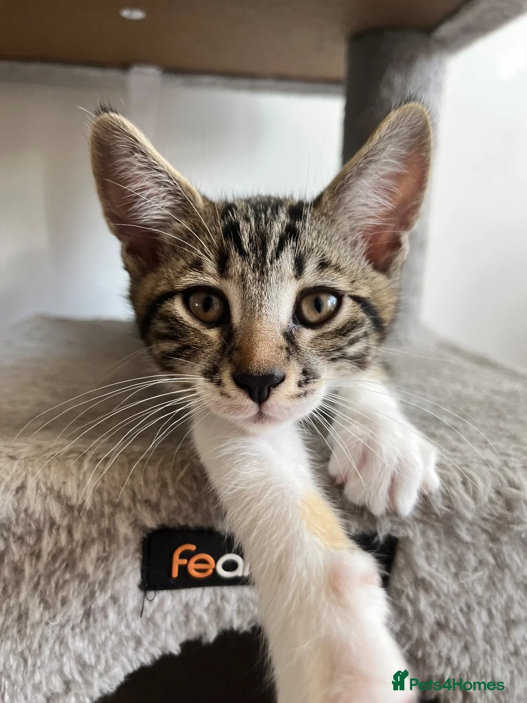 Mixed Breed cats for sale: Kittens, 11 weeks, Ready to Go! - Advert 6