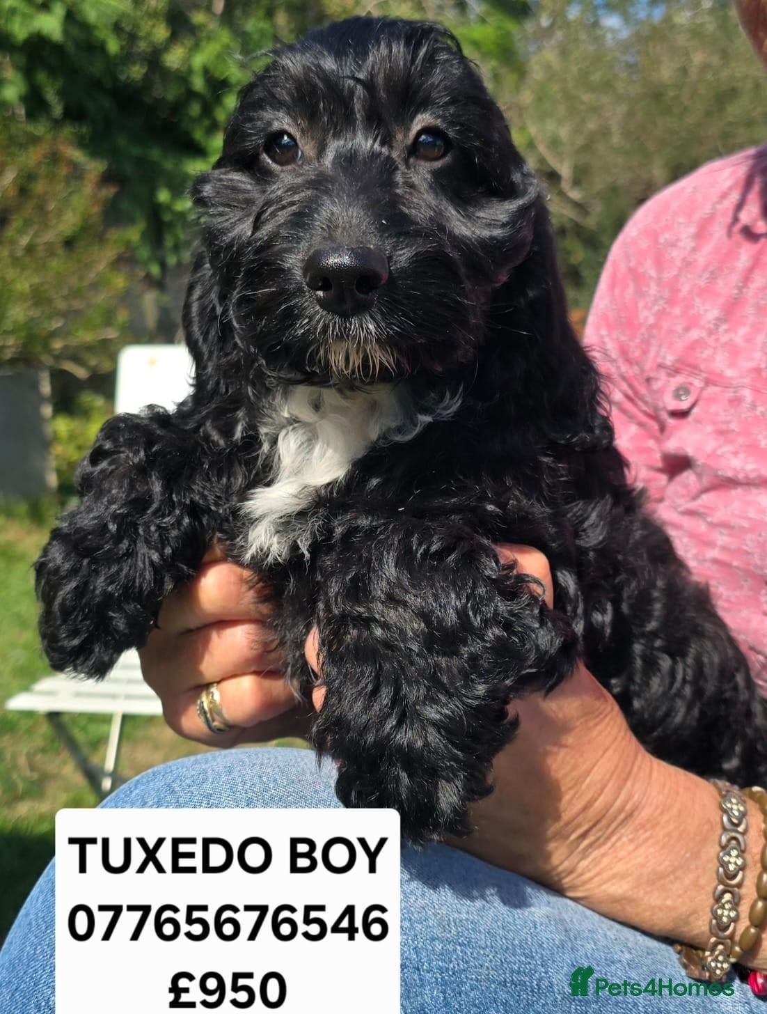 Cockapoo dogs F1 Cockapoo Puppies Ready To Go Domestic Licence - Advert 1