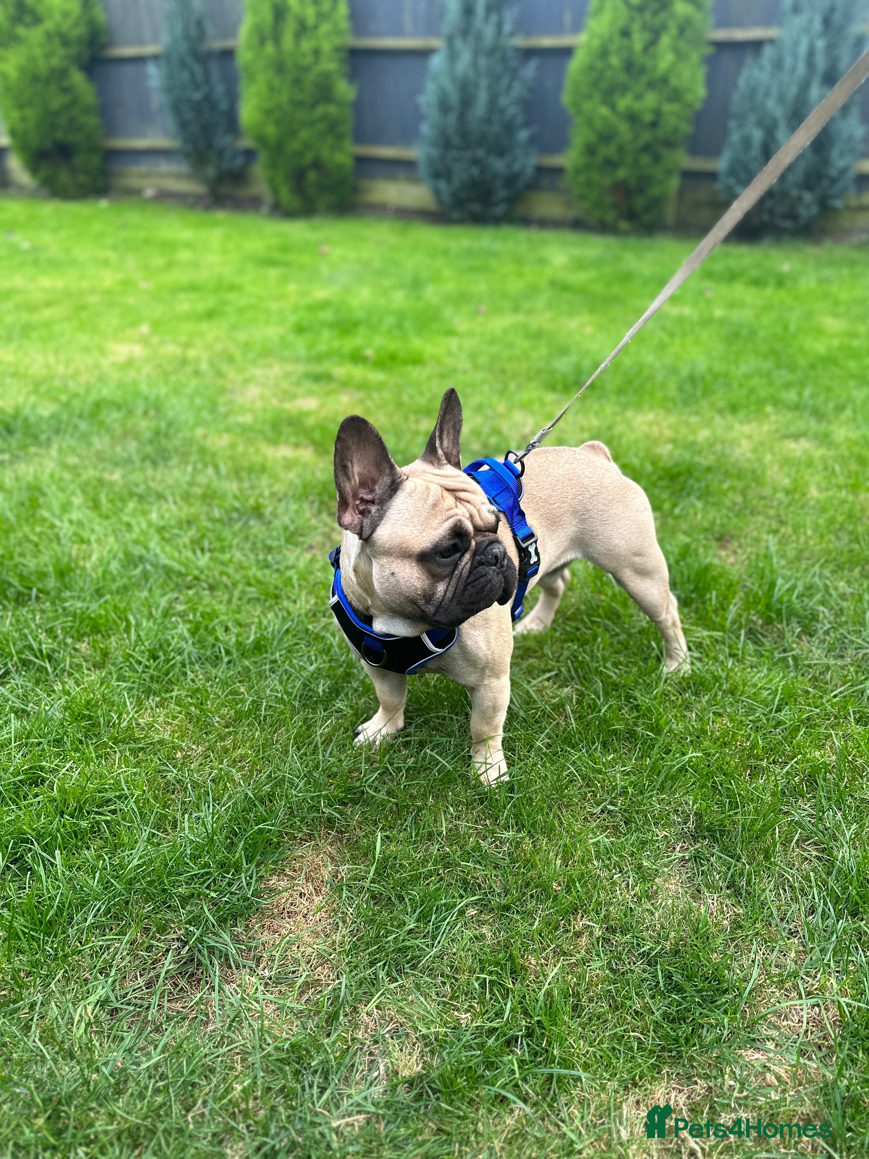 French Bulldog dogs French bulldog for stud *PROVEN* in Northampton - Advert 19