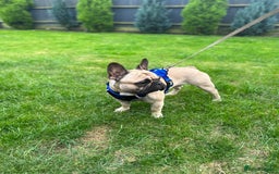 French Bulldog dogs for stud: French bulldog for stud *PROVEN* in Northampton - Image 1