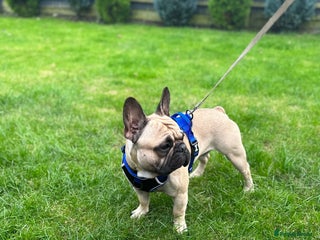 French Bulldog dogs in Northampton - Advert 16