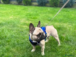 French Bulldog dogs French bulldog for stud *PROVEN* in Northampton - Advert 15