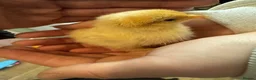 Chickens poultry for sale: *Pekin bantams chicks* hatched 3/4/26 - Advert 3