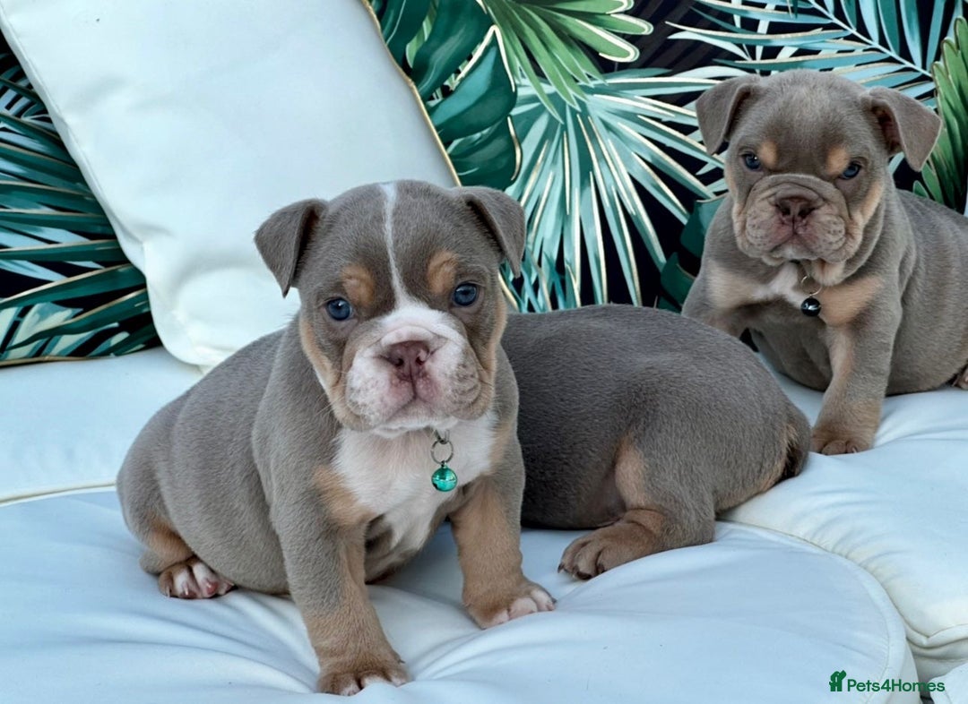 English Bulldog dogs for sale: Champion Bloodlines KC British Bulldogs - Image 24