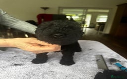 Kerry Blue Terrier dogs for sale: Kerry Blue Terrier Puppies  - Image 4