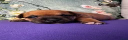 Staffordshire Bull Terrier dogs for sale: 🔥 KC REG RED STAFFY PUPPS–OUTSTANDING QUALITY 🔥 - Advert 4