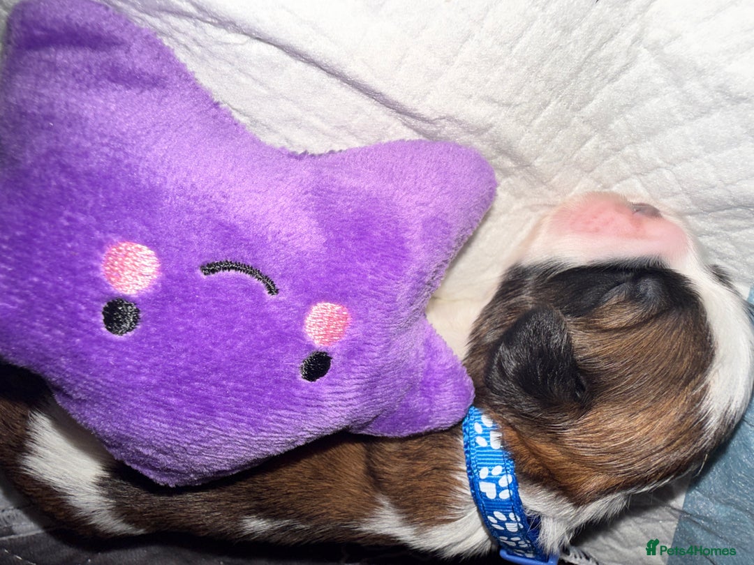 Shih Tzu dogs for sale: ShihTzu Newborn Puppies 💕Home-Raised & Well-Loved - Advert 26