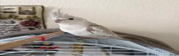 Cockatiels birds for sale: Cockatiel white faced female  in Coventry - Advert 4