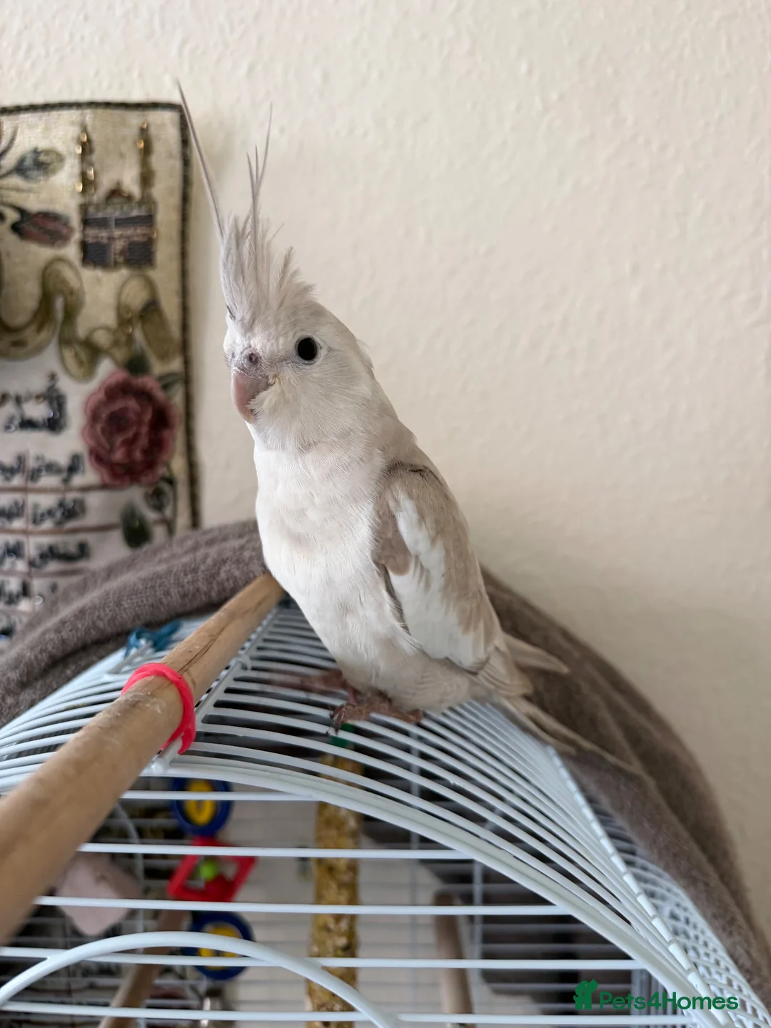 Cockatiels birds for sale: Cockatiel white faced female  in Coventry - Advert 4