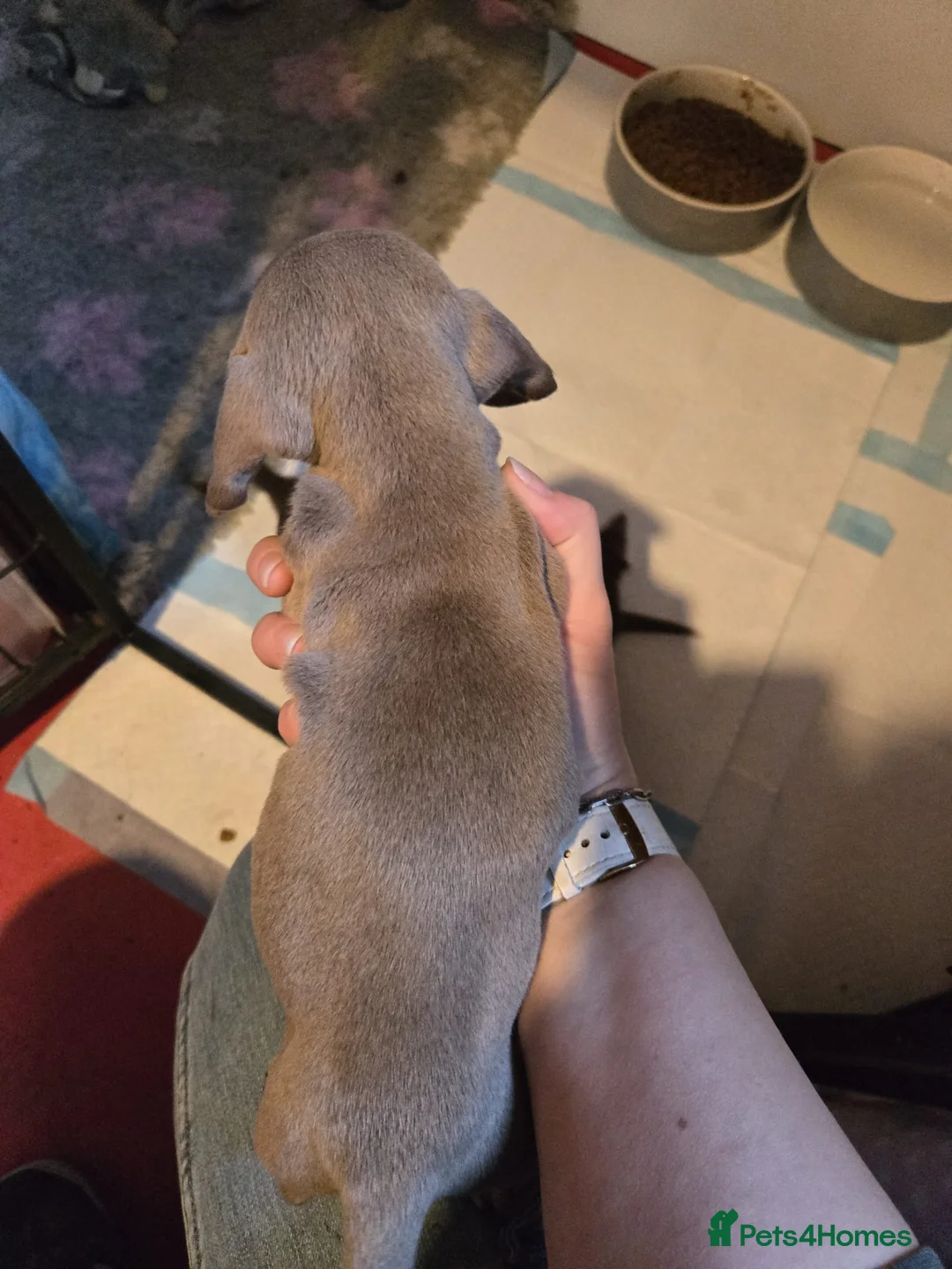 Miniature Dachshund dogs for sale: Stunning miniature dachshund pups - Advert 2