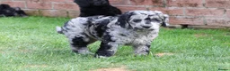 Cockapoo dogs for sale: F1 COCKAPOO PUPPIES FOR SALE - Advert 30