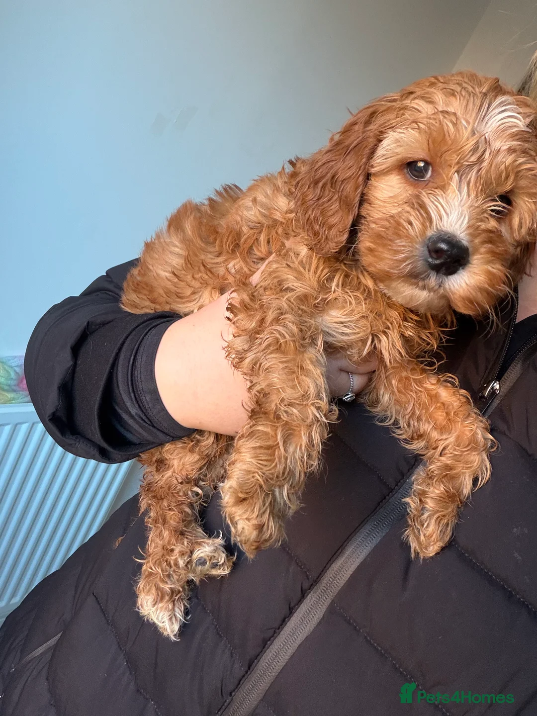 Cockapoo dogs for sale: Cockapoo puppies  - Advert 8