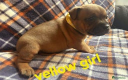 Staffordshire Bull Terrier dogs for sale: Red little one ❤️ - Image 21